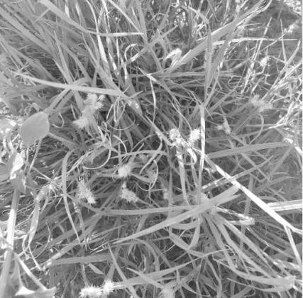 WEED OF THE WEEK -- Sandbur