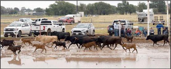 Junior Events at Earth Ranch Rodeo Saturday, Sept. 16th