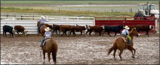 This young competitor holds the line during the Sorting Competition at the WCRA Jr. Rodeo in Earth, Texas on Saturday, September 16, 2023.