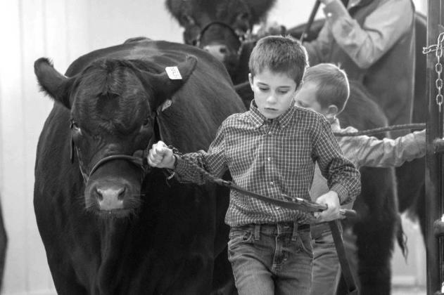 Lamb County Junior Livestock Show -- Cattle