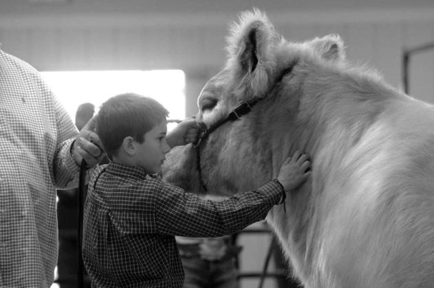 Lamb County Junior Livestock Show -- Cattle