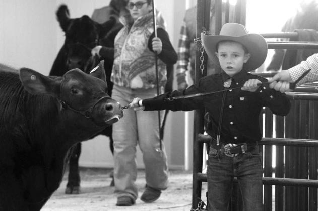 Lamb County Junior Livestock Show -- Cattle