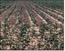 Two different cotton fields South of Littlefield on HWY 385. (Photos by Grata Reber)
