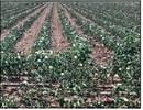 Water Draws the Line Between Promise and Loss in West Texas Cotton