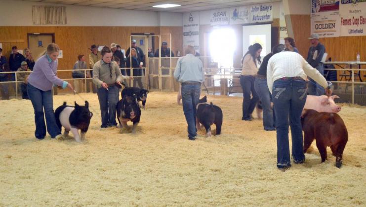 Swine Championship Drive and Showmanships