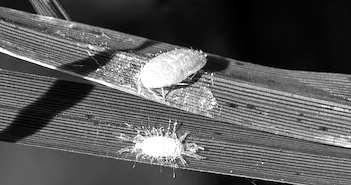 Pasture mealybug raises alarm for Texas livestock producers; Texas Crop and Weather Report