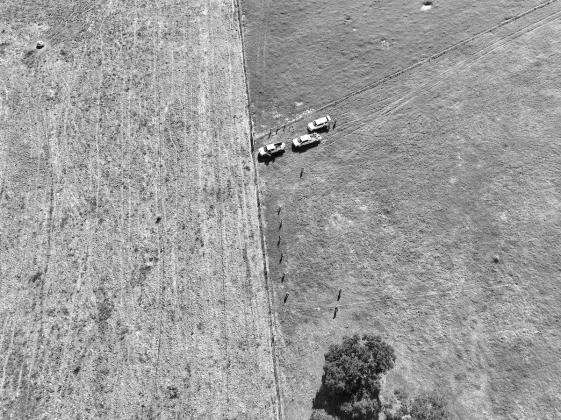 Pasture mealybugs are expanding rapidly and damaging pastures in a growing number of Texas counties. The aerial view shows the devastation these insects can create, with the left side Bahia grass stand devastated by the pest next to a newly infested, yet still green pasture. (Hannah Harrison/Texas A&amp;amp;M AgriLife)