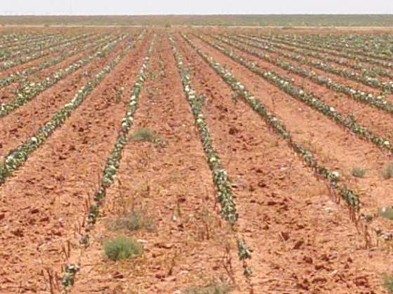 DRYLAND COTTON not providing much erosion control for 2023. (Photo courtesy Kerry Siders)