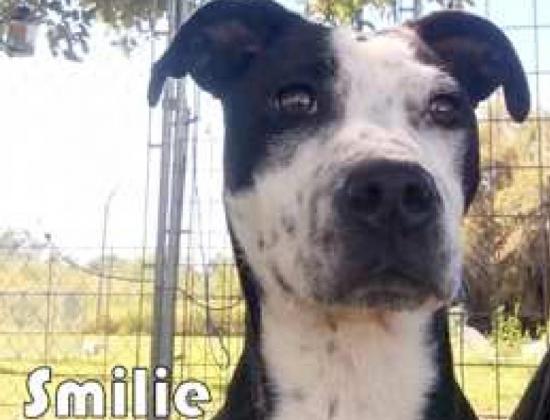 Smilie is about a year old. She is good with kids and other dogs. She is very energetic and loves to play. Adoption days are Monday, Wednesday, and Friday from 8 a.m. to noon and then by appointment in the afternoon. Adoption fee is $25. You can reach Animal Control by calling City Hall at 806-385-9202.