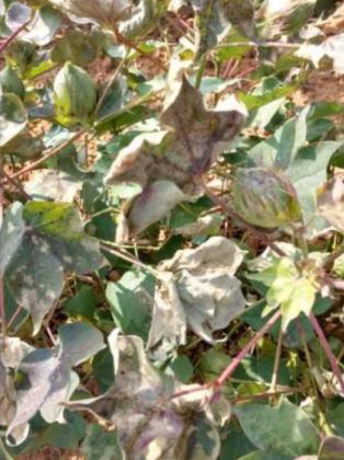 Partners with Nature: Crop and Pest Situation