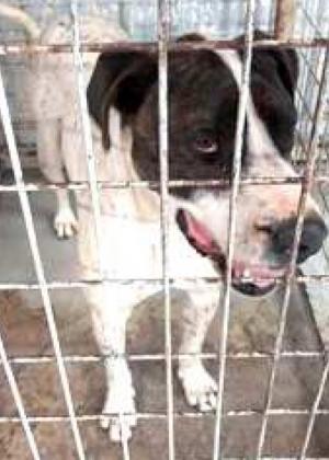 Pet Haven Group rescues lost pets