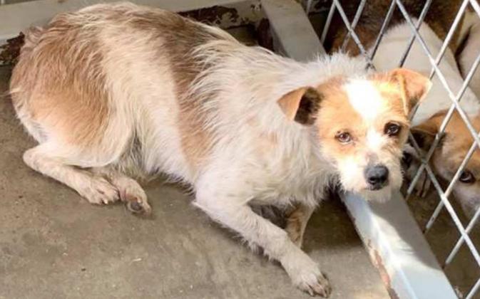 Pet Haven Group rescues lost pets