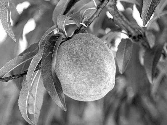 Peaches and many other temperate fruits in Texas require cool winter conditions to grow into viable crops. (Hannah Harrison/Texas A&amp;amp;M AgriLife)