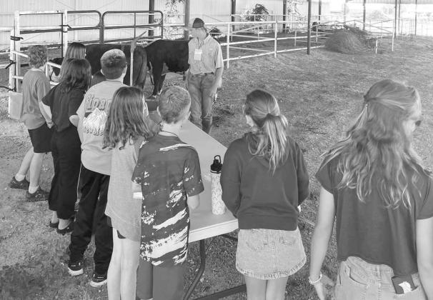 Campers at the 4-H Project Camp are shown learning about beef cattle, the calf scramble, and showing heifers, during day two of Project Camp on Monday at the Lamb County Ag Center. (Submitted Photo)