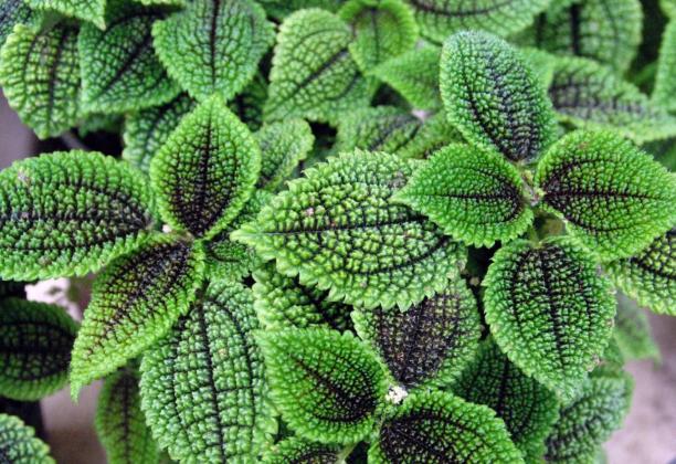 MOON VALLEY PILEA is a moisture-loving plant that prefers high humidity but will tolerate average home humidity. (Photo credit: MelindaMyers.com)