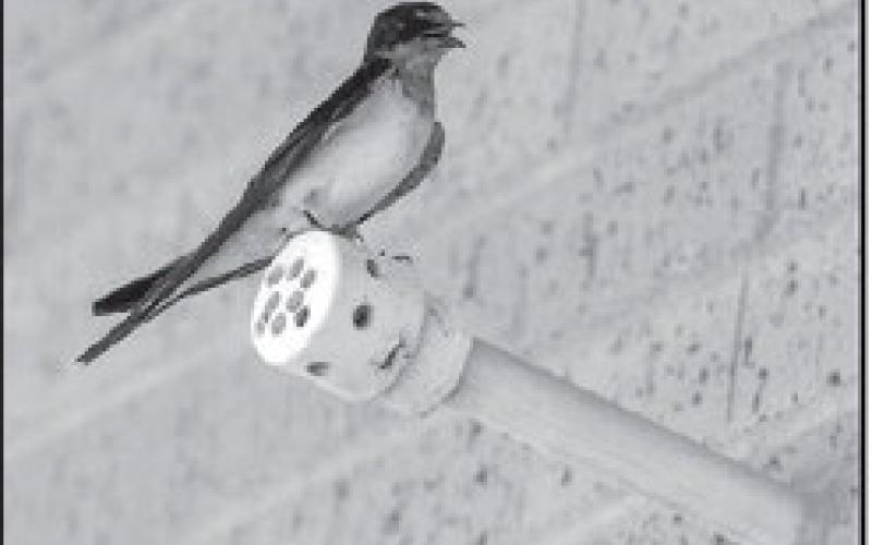 With spring migration underway for swallows, a Texas A&amp;amp;M AgriLife Extension Service expert provides property owners with information to limit nest building on structures while adhering to federal law protecting the species. (Michael Miller/Texas A&amp;amp;M AgriLife)