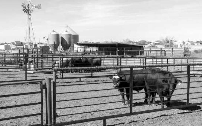 Livestock producers need to begin planning and preparing now as the New World screwworm moves closer to the Texas-Mexico border. (Michael Miller/Texas A&amp;amp;M AgriLife)