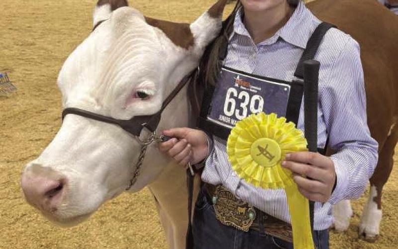 Congratulations to Olton ISD Jr. High 7th grader Lyla Falcon! She took 5th place with her Middle Wt. Hereford at the Houston Livestock Show! (Submitted Photo)