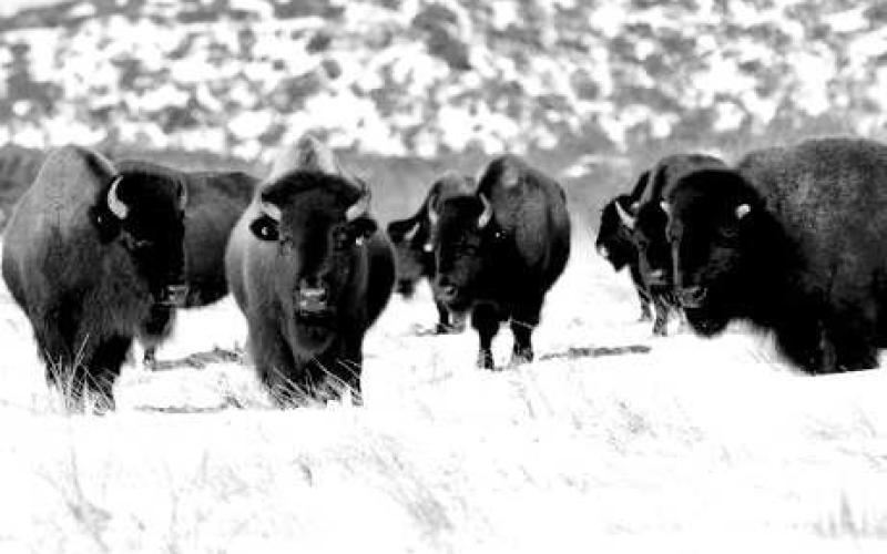 Caprock Canyon Bison