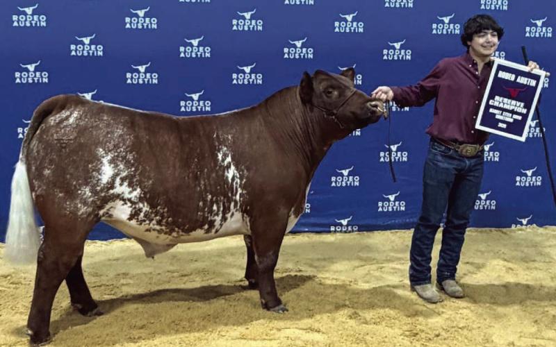 Olton High School junior Zayden Falcon won Reserve Grand Champion Shorthorn Steer at the Austin Rodeo on March 12, 2026. (Submitted Photo)